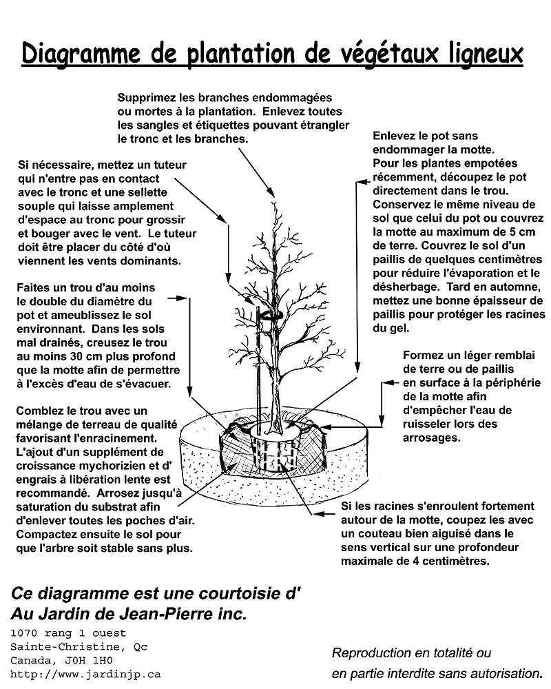 Commant planter un arbre, un conifre ou un arbuste02