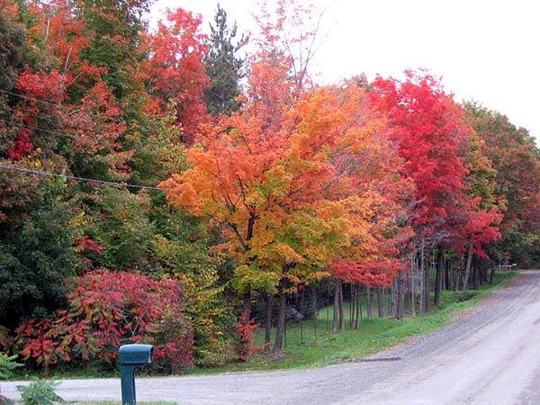 Coloration des feuilles en automne