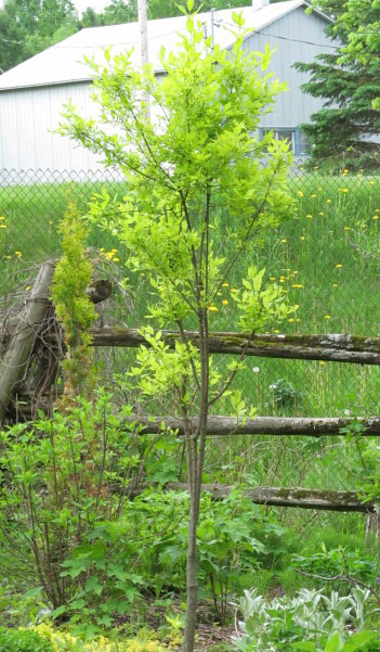 EUONYMUS europaeus 'Chrysophyllus'