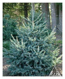 Les Épinettes blanches-PICEA glauca cvs (1 of 8)